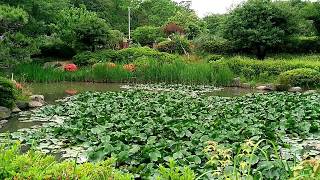 服部緑地公園　　日本庭園　　　　　　　　　　　20180529_054725