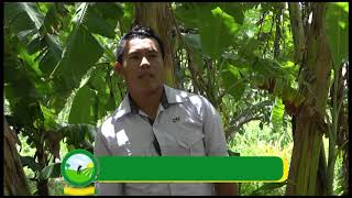 Productores cultivan variedades biofortificadas