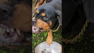 angry Rottweiler growling and barking sound #angrydog #cutepet #rottweilerpuppy #cuteanimal #angry