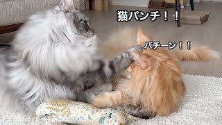 おもちゃ横取り許さない！猫パンチのケンカ勃発【大きい猫 メインクーン】