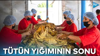 Tütün yığımı yekunlaşır: il tütünçülər üçün uğurlu keçib