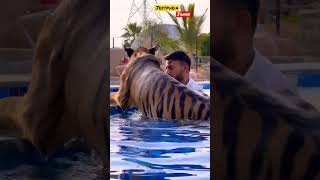 Dubai 🇦🇪 Tiger 🐯 🐅 #dubai #shorts #viral #tiger #jungle #vlog #vlogs