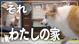 【仕返し？】チワワの先住犬がコーギーの家に迷い込んだ結果‥