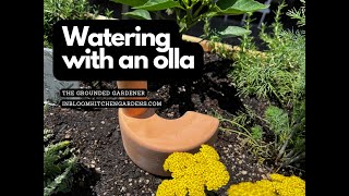 Watering with an Olla