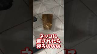 ネッコの動画で癒されたら寝ろｗｗｗ　#2ch #2chまとめ 動物スレ #2ch面白いスレ #動物 #犬 #猫 #癒やし #ねこ動画 #ねこ