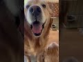 goldenretriever 愛犬とお出かけ 大型犬のいる生活 goldenretrieverpuppy dog