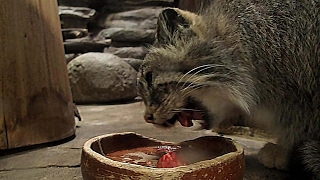 鶏肉を食べるマヌルネコ（上野動物園）Pallas's Cat have a meal