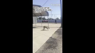 Waco police capture kangaroo on the loose in Texas