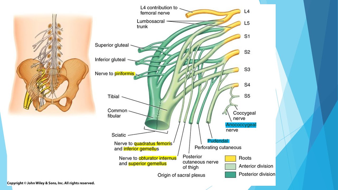 Sacral Plexus Anatomy Branches And Mnemonics Kenhub 59 Off