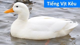 Tiếng vịt kêu - Tiếng đàn vịt kêu quạc quạc - Vịt kêu