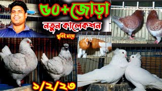 বিক্রি হিবে ৫০+ জোড়া নতুন কালেকশন | খুবিই সিমিত দামে কবুতর কিনুন | কবুতরের ভিডিও | পানির দামে কবুতর