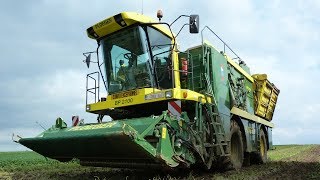 Bean harvesting with 2 Ploeger Bp 2100