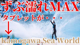 シャチで「ずぶ濡れ」鴨川シーワールド シャチパフォーマンス KamogawaSeaworld シャチショー