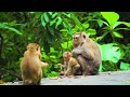 jungle wildlife in 4k the world’s largest tropical rainforest relaxation film with calming music