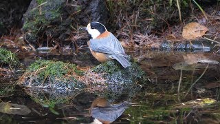 河口湖フィールドセンターのヤマガラの水浴び　その６２（4K60P動画）