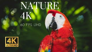 Nature 4K || Calm \u0026 Peaceful || Beautiful Nature in 4K Ultra HD ||