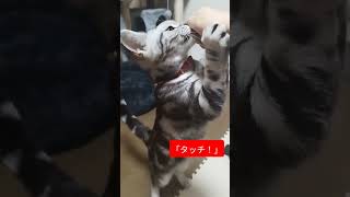 芸を4つ覚えた猫さん#shorts#猫動画#かわいい#癒し#お座り#お手#両手#タッチ