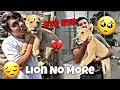 Lion No More😔🥺💔 ||sw pet house vs shehr main dihat lion 😭 bye bye