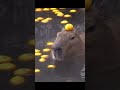 capybara with an orange