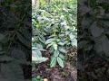 coffee tree plant arabica short