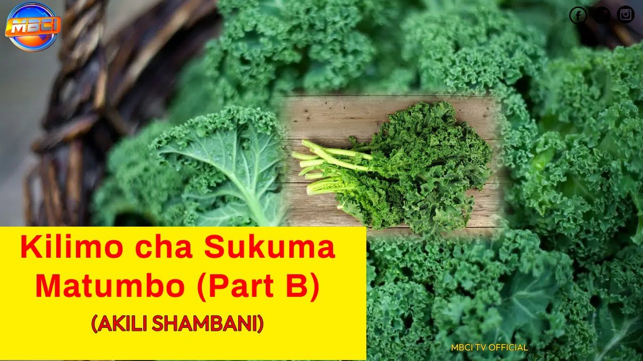 Kilimo Cha Sukuma Matumbo/ Curly Kales Farming Part B || AKILI SHAMBANI ...