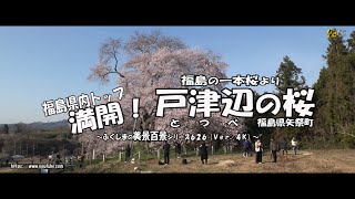 福島の一本桜より Ｖｅｒ. 4Ｋ～ 福島県内トップを飾り 満開！戸津辺の桜 ～