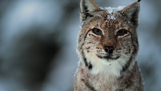 The Surprising Benefits of Protecting Predators | Our Planet Earth | BBC Earth