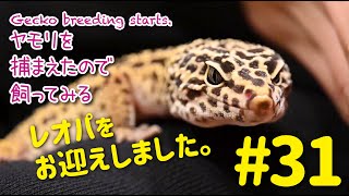 ヤモリを捕まえたので飼ってみる＃31「レオパをお迎えしました。」