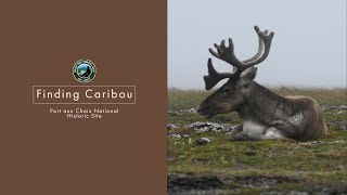 Caribou at Port aux Choix National Historic Site | Newfoundland | Canada