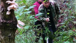 大自然的馈赠，大山里的美味佳肴。我的乡村生活 大山里的味道 夫妻