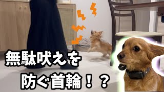 【半信半疑】ルルの無駄吠えを首輪１つで抑えれるのか！？