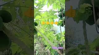 ដើមល្ហុងព្រែក Twins papaya #papaya #cambodia #shortvideo #shortsvideo #life #fruit #vegatable #