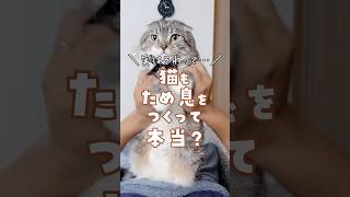 猫がため息をつく衝撃の理由･･･みんなのちゃん猫はどんな時にため息つくでごわすか？🥺 #猫 #猫のいる暮らし