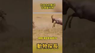 斑馬為何暗算小羚羊？ 羚羊踢飛獵豹仍在劫難逃，卻被鬣狗救！ #動物世界#羚羊