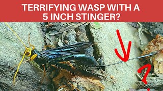 Black Giant Ichneumon Wasp: longest ovipositor in the world looks like a stinger!