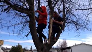 "Harlem Shake" In a tree part 2