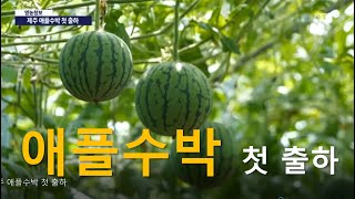 제주 애플수박 첫 출하