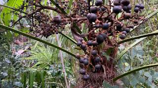 First Harvest from 33 year old Palm Tree