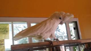 Little Ducorp's Cockatoo