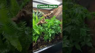 #CrestedGecko breeding enclosure. I love when it “rains” in here #queaquatics #terrarium #aquariums