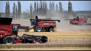 Žně 2017 - 3 kombajny Case IH | wheat harvest 2017