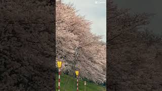 【宮城県大河原町】#白石川堤一目千本桜#桜#桜並木#桜百選#景勝地#shorts