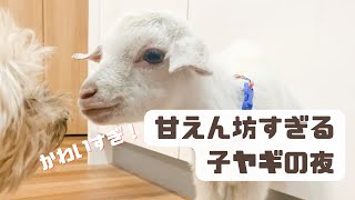 子ヤギが甘えん坊すぎ！夜のルーティン(室内でヤギを飼う)