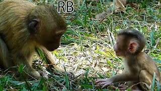 Nice Clip!.. RB Training Sister to Walking l Nice Clip Video baby Monkeys l Cute Monkey