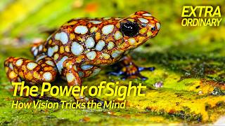 Wonder: The Secret Language of Color | Full Documentary