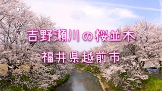 吉野瀬川の桜並木（福井県越前市）