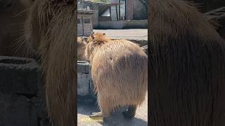 Capybaras are surprisingly light