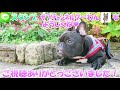 お台場の犬カフェうしすけ　ココ氏カルボナーラ初もぐもぐ