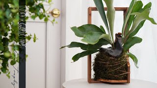 Making a splint with a desk drawer, Staghorn fern \u0026 Hunting Trophy , Planterier, Dry moss