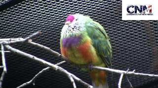 Green Naped Pheasant Pigeons and a Mariana Fruit Dove in HD!   by John D  Villarreal